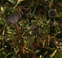 Clitocybe cokeri image