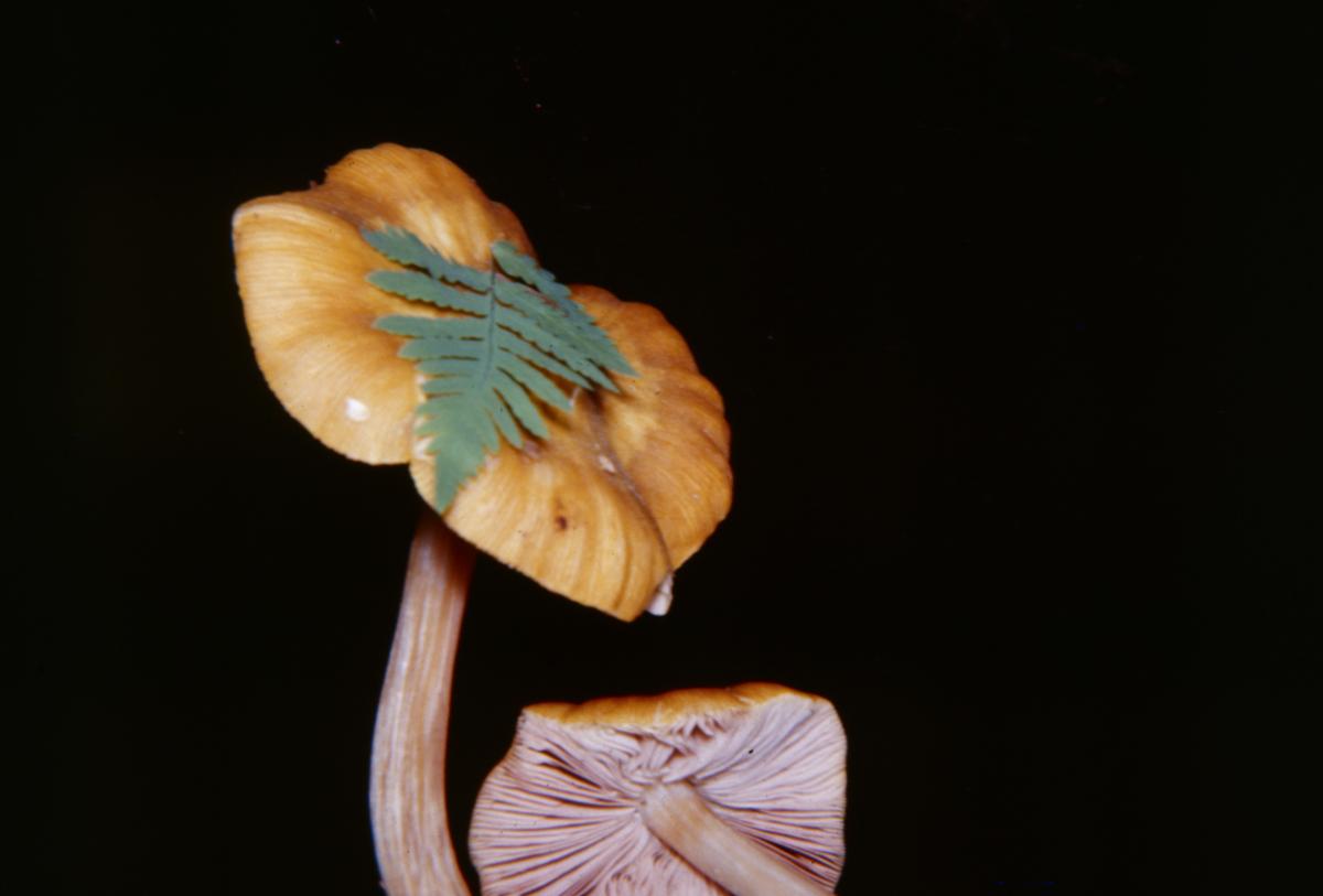 Pluteaceae image