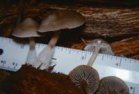 Mycena overholtsii image