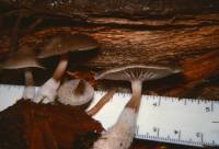 Mycena overholtsii image