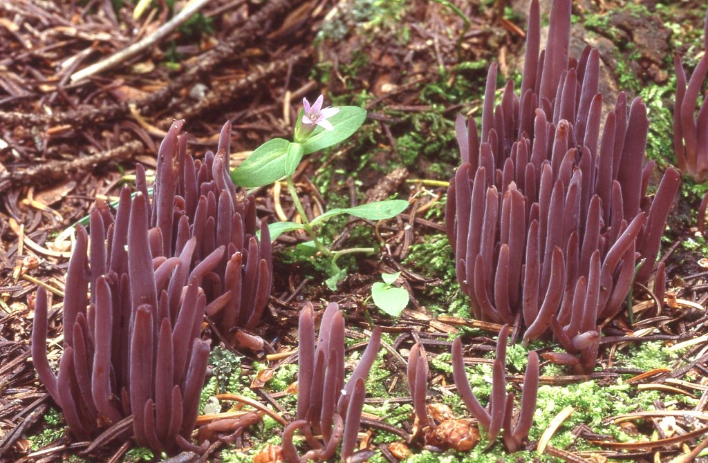 Alloclavaria purpurea image