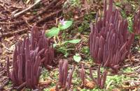 Image of Alloclavaria purpurea