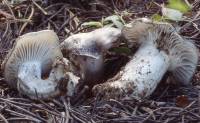 Hygrophorus marzuolus image