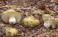 Russula aeruginea image