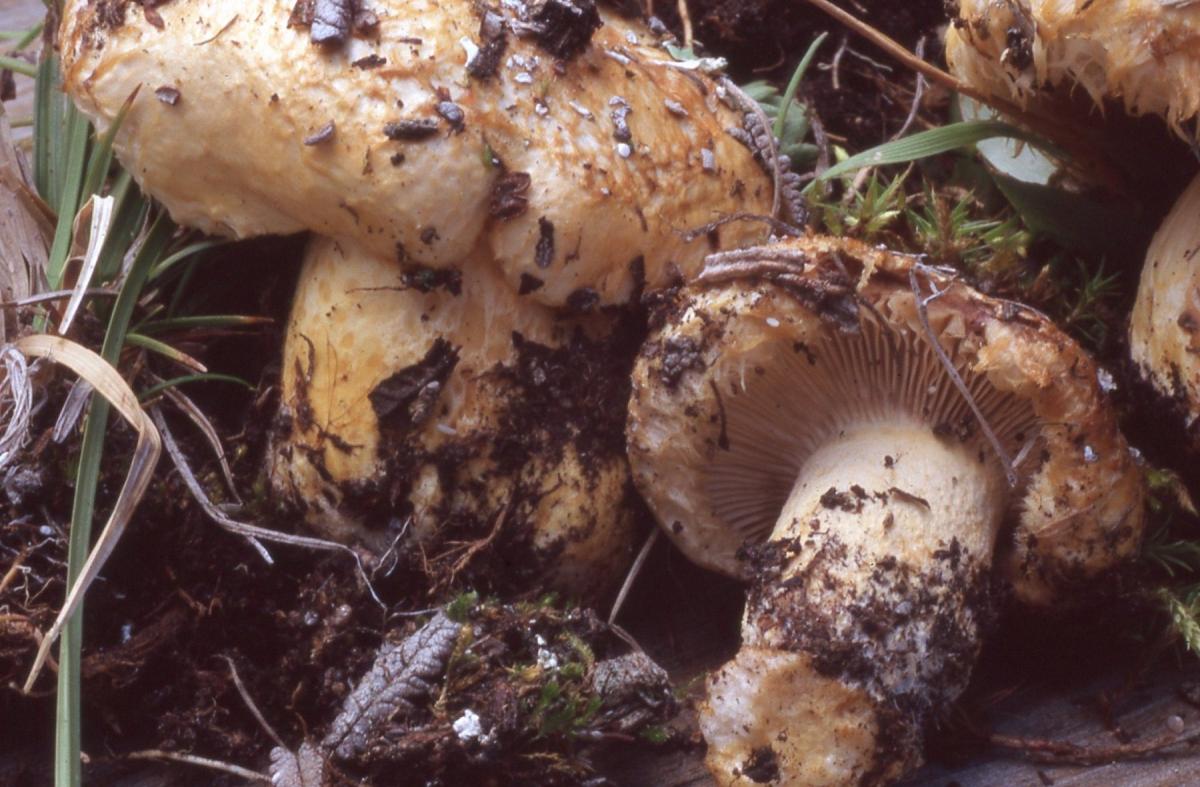 Lactarius dryadophilus image