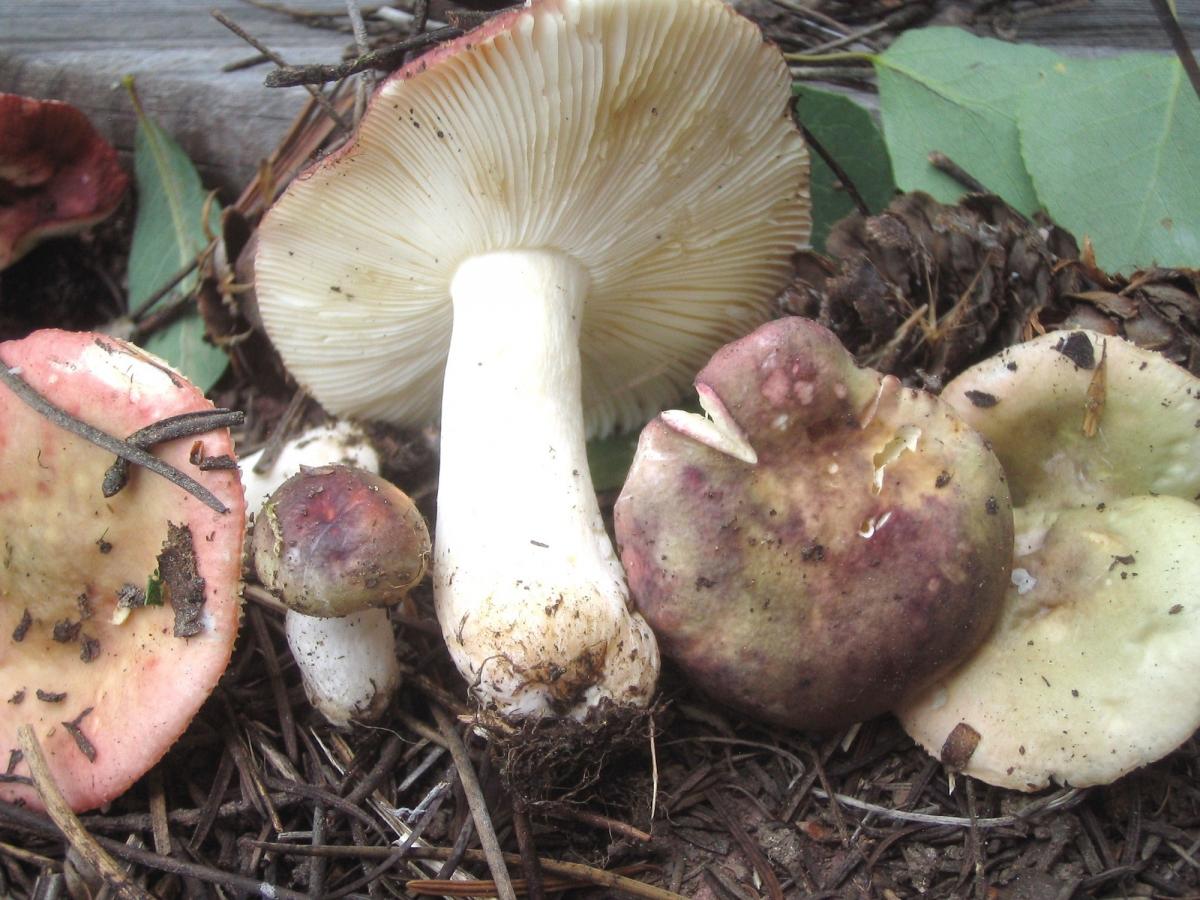 Russula fragilis image