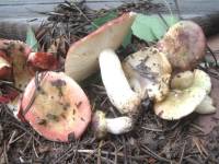 Russula fragilis image