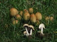 Coprinellus micaceus image