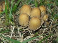 Coprinellus micaceus image