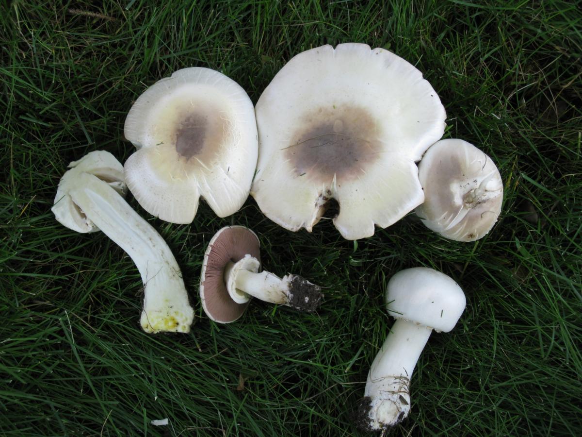 Agaricus xanthodermus image