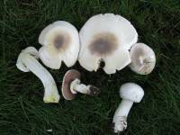 Image of Agaricus xanthoderma