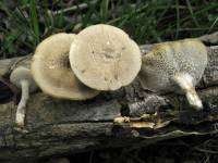 Polyporus arcularius image