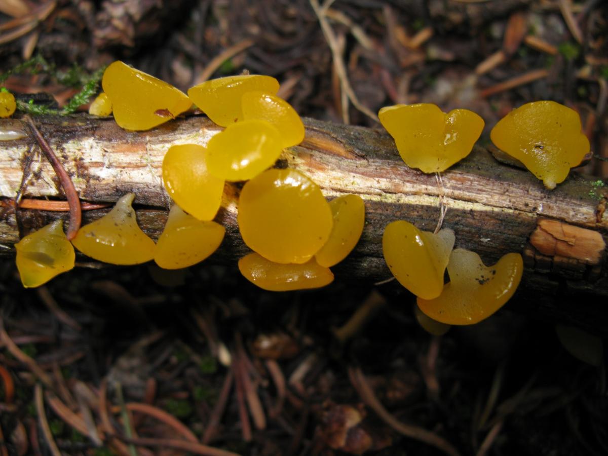 Dacrymycetaceae image