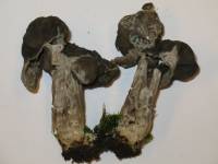 Helvella lacunosa image