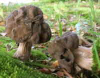 Helvella lacunosa image