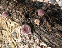 Lentinus strigosus image