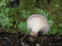 Lentinus strigosus image