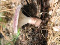 Lentinus strigosus image