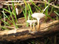 Polyporus alveolaris image