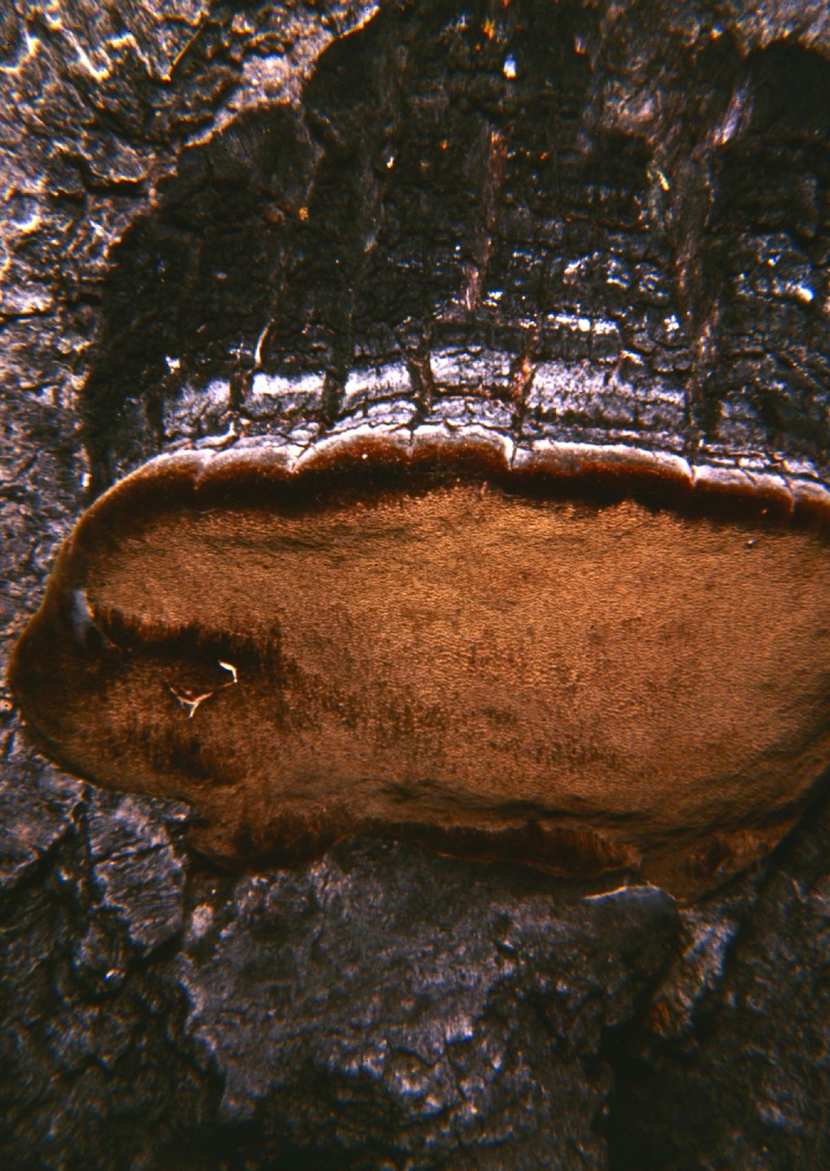 Phellinus igniarius image