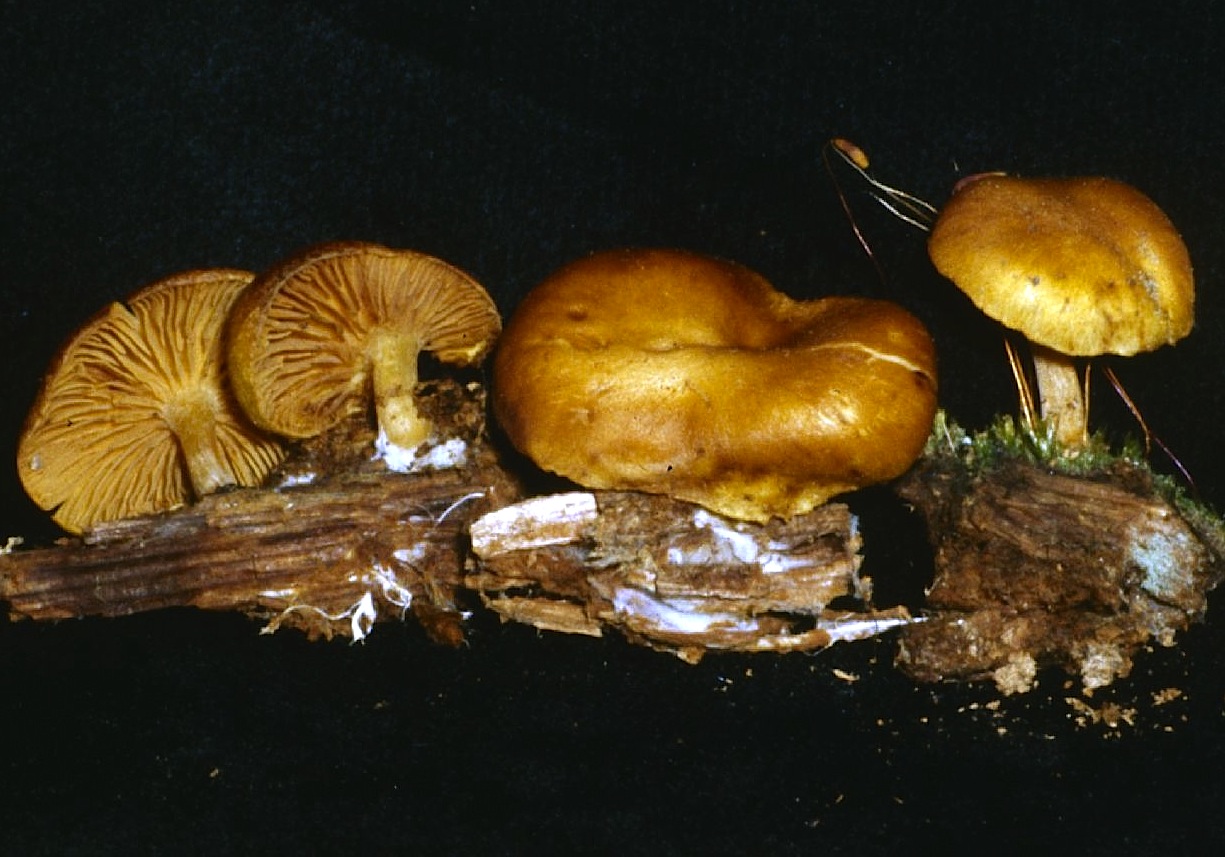 Gymnopilus penetrans image