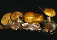 Image of Gymnopilus penetrans