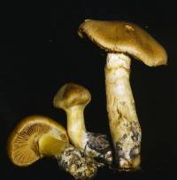 Cortinarius luteus image