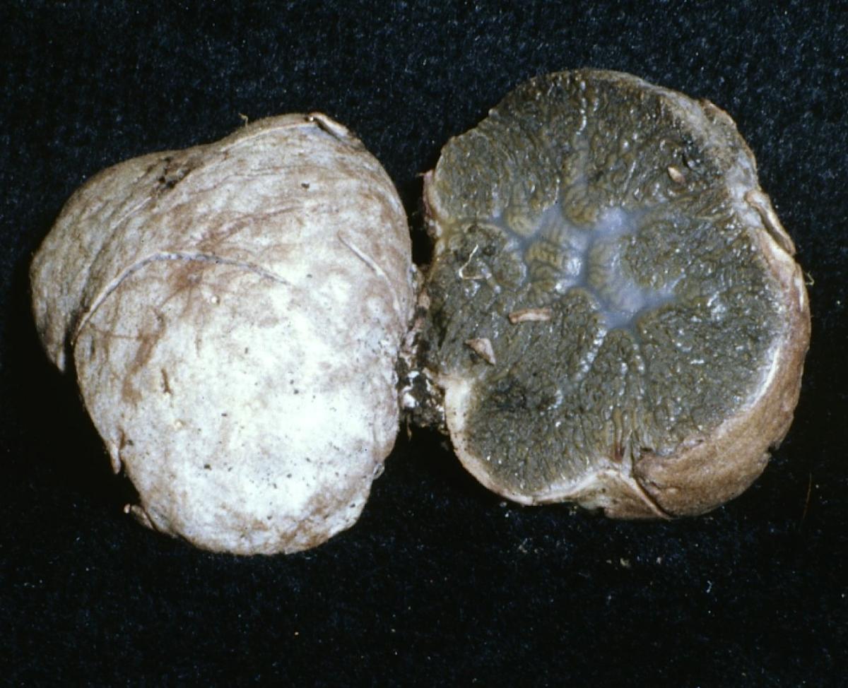 Hysterangium separabile image