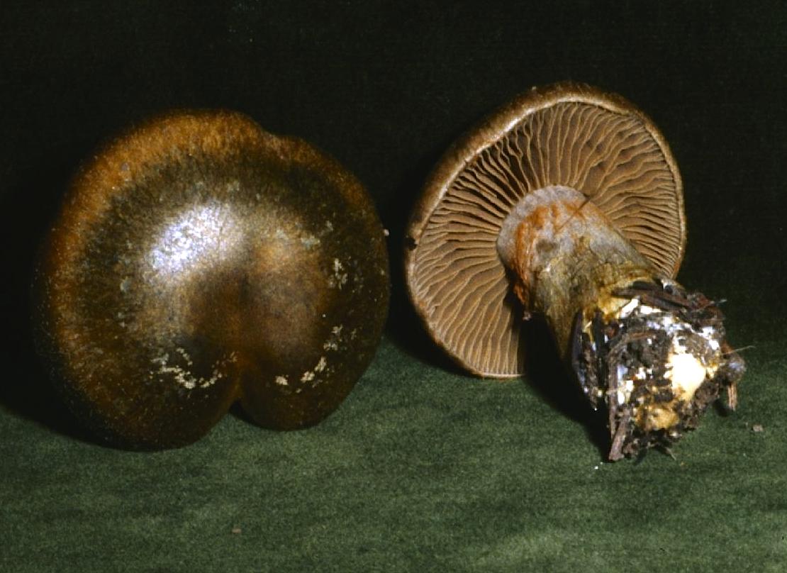 Cortinarius infractus image