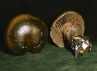 Image of Cortinarius infractus