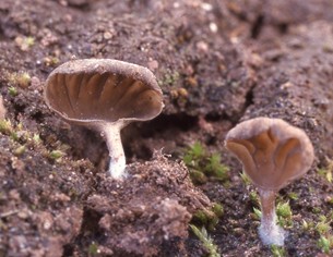 Arrhenia auriscalpium image