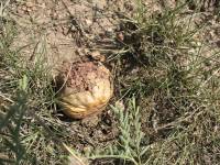 Calvatia cyathiformis image