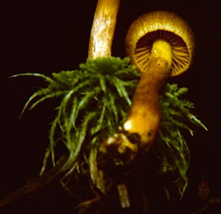 Cortinarius huronensis image