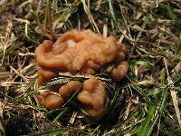 Gyromitra montana image