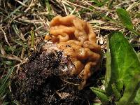 Gyromitra montana image