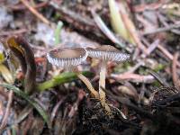 Strobilurus albipilatus image