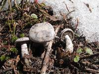 Clitocybe glacialis image