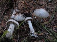 Clitocybe glacialis image