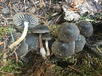 Mycena overholtsii image