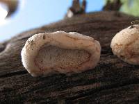 Tyromyces leucospongia image