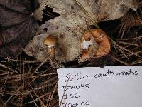 Suillus cothurnatus image