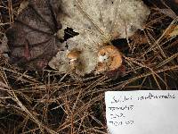 Suillus cothurnatus image