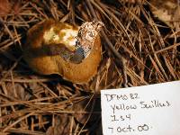 Suillus hirtellus image
