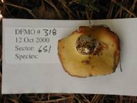 Suillus brevipes image