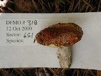 Suillus brevipes image