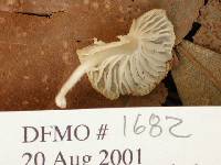 Marasmius palmivorus image