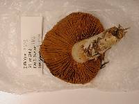 Cortinarius mucosus image