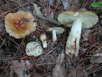 Russula foetens image