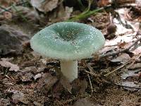 Russula aeruginosa image