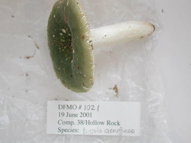 Russula aeruginosa image